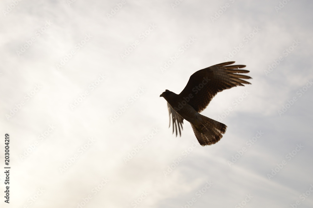 Obraz premium Klub myśliwski