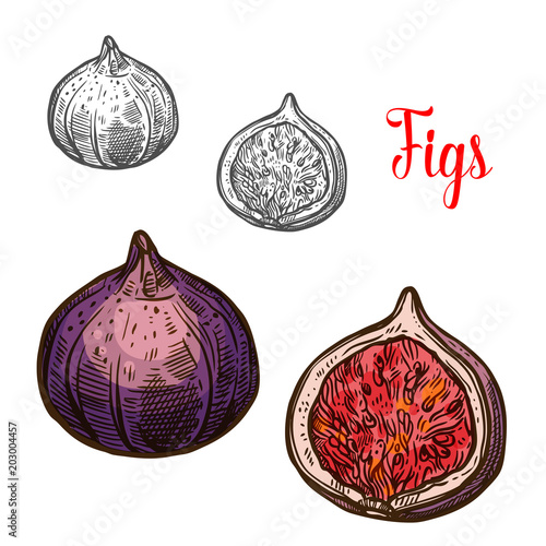 Fig fruit isolated sketch with fresh exotic berry