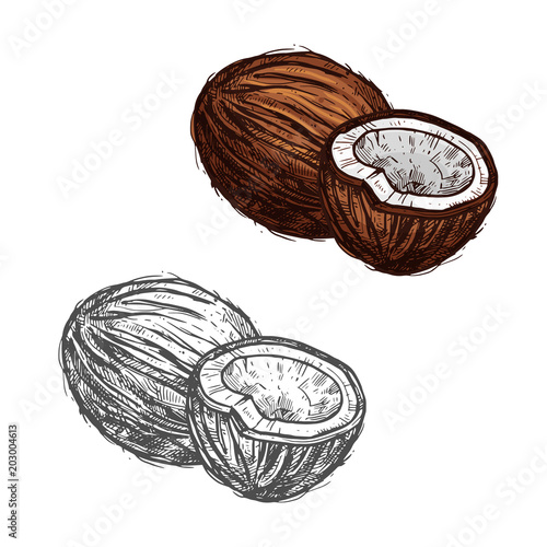 Coconut fruit of tropical palm sketch, food design