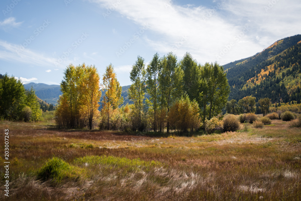 Autumn tree landscape near Aspen, Colorado. 