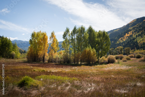 Autumn tree landscape near Aspen  Colorado. 