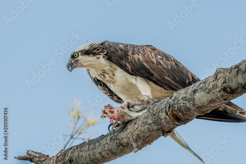 Osprey with lunch