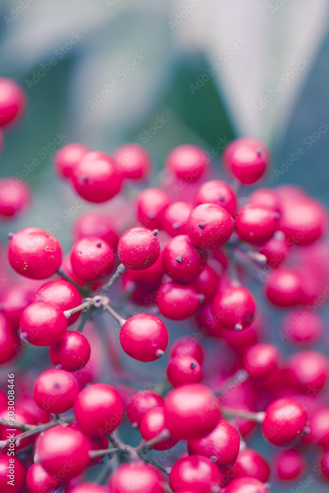 Berry Macro Shot Berry Macro Shot