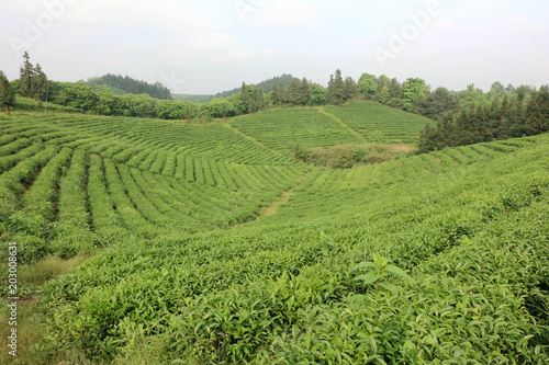 Tea production site