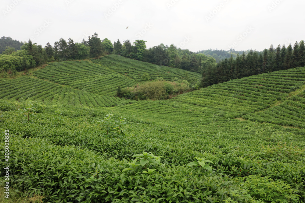 Tea production site Tea production site