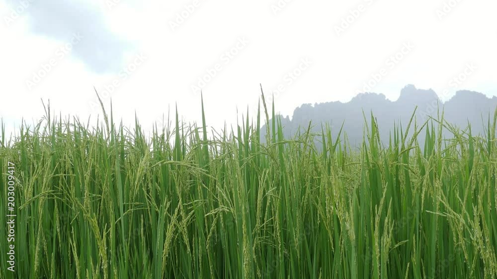 Green rice field with mountain and sky background in Thailand Green rice field with mountain and sky background in Thailand