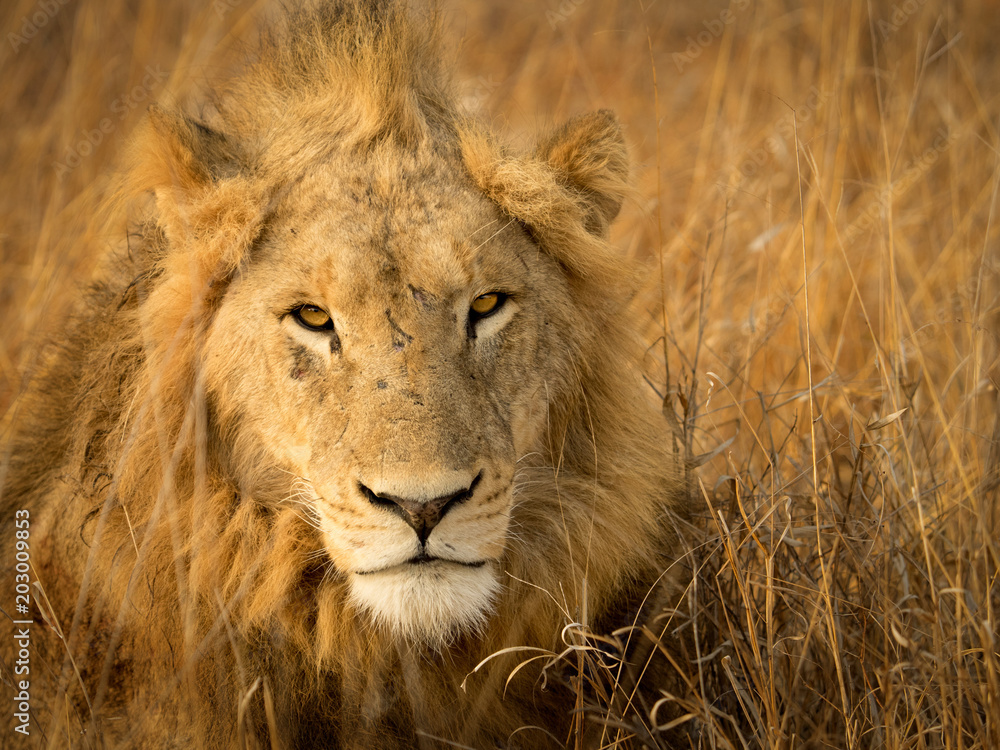 Fototapeta premium Lions at Sabi Sabi - 2017
