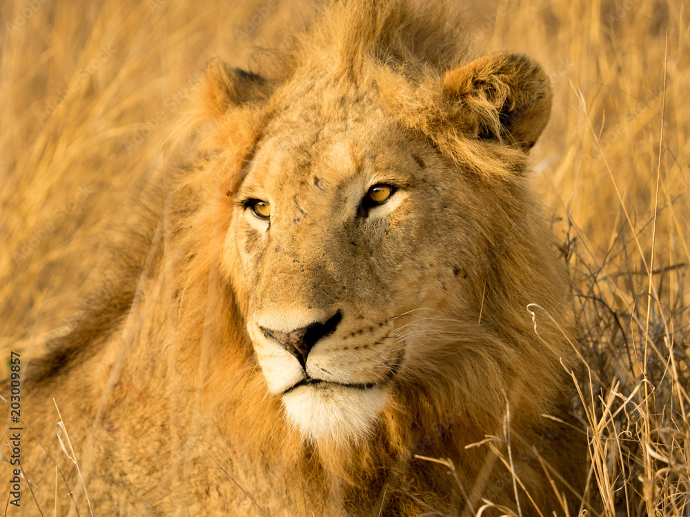 Fototapeta premium Lions at Sabi Sabi - 2017