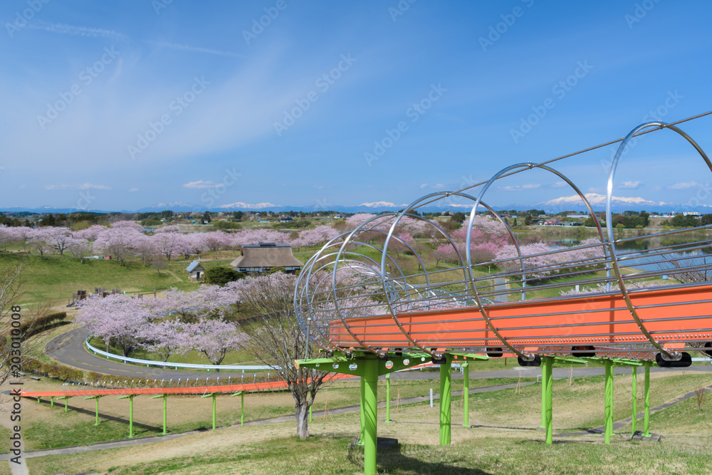 長沼フートピア公園の桜 Naganuma park&cherry blossoms
