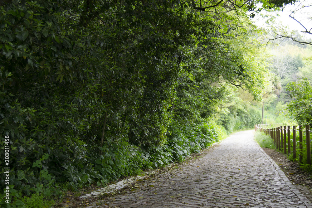 Fototapeta premium nature road