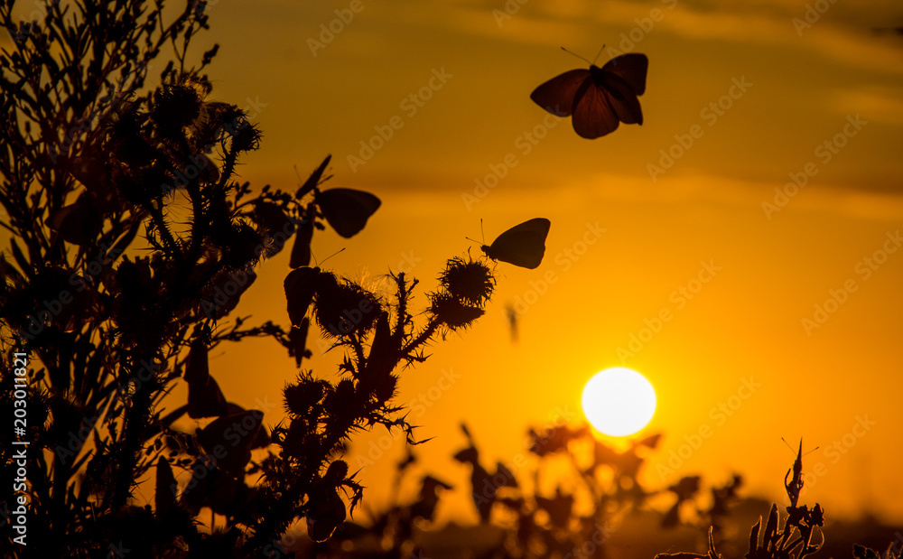Butterflies flying at sunset