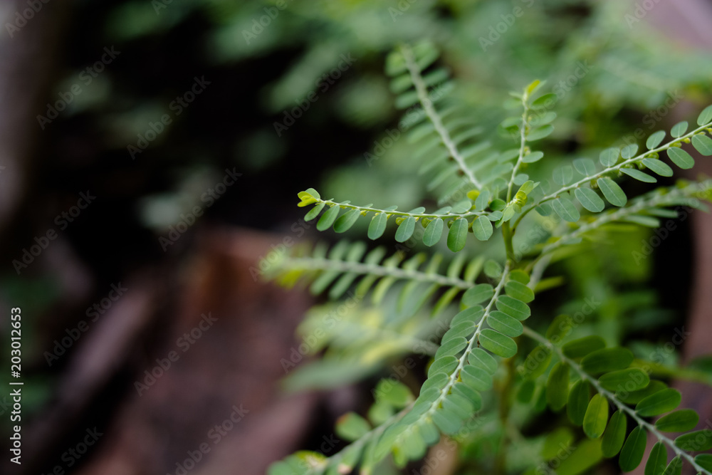 Ruellia tuberosa Biennial plant