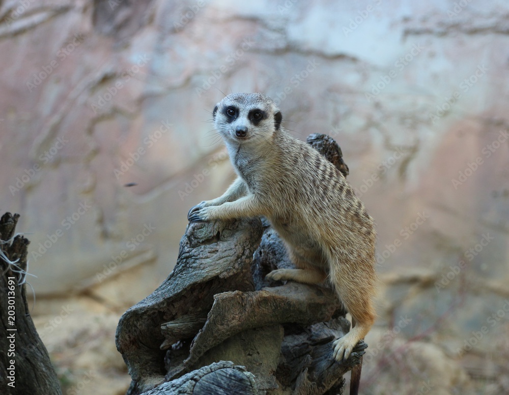 Fototapeta premium Meerkat Portrait 