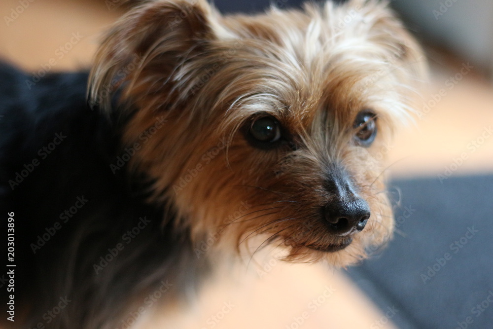 Portrait of A Yorkshire Terrier / Purebred Yorkie Portrait of A Yorkshire Terrier / Purebred Yorkie