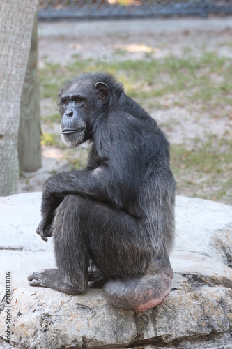 Chimp   Chimpanzee 