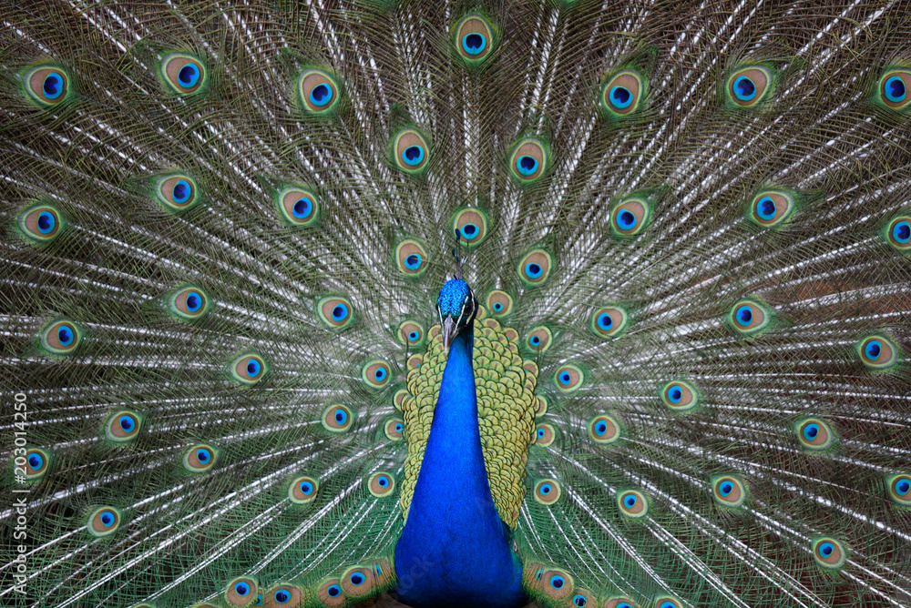 Obraz premium peacock