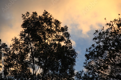 nature