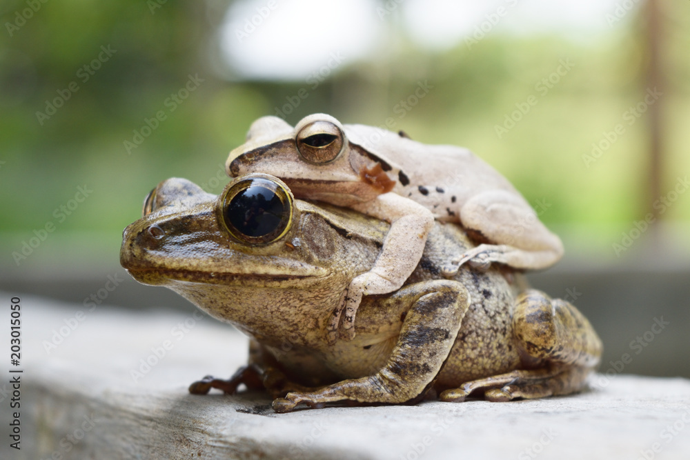 Frogs are mating on wall , Amphibians in tropical Asia , Local creature