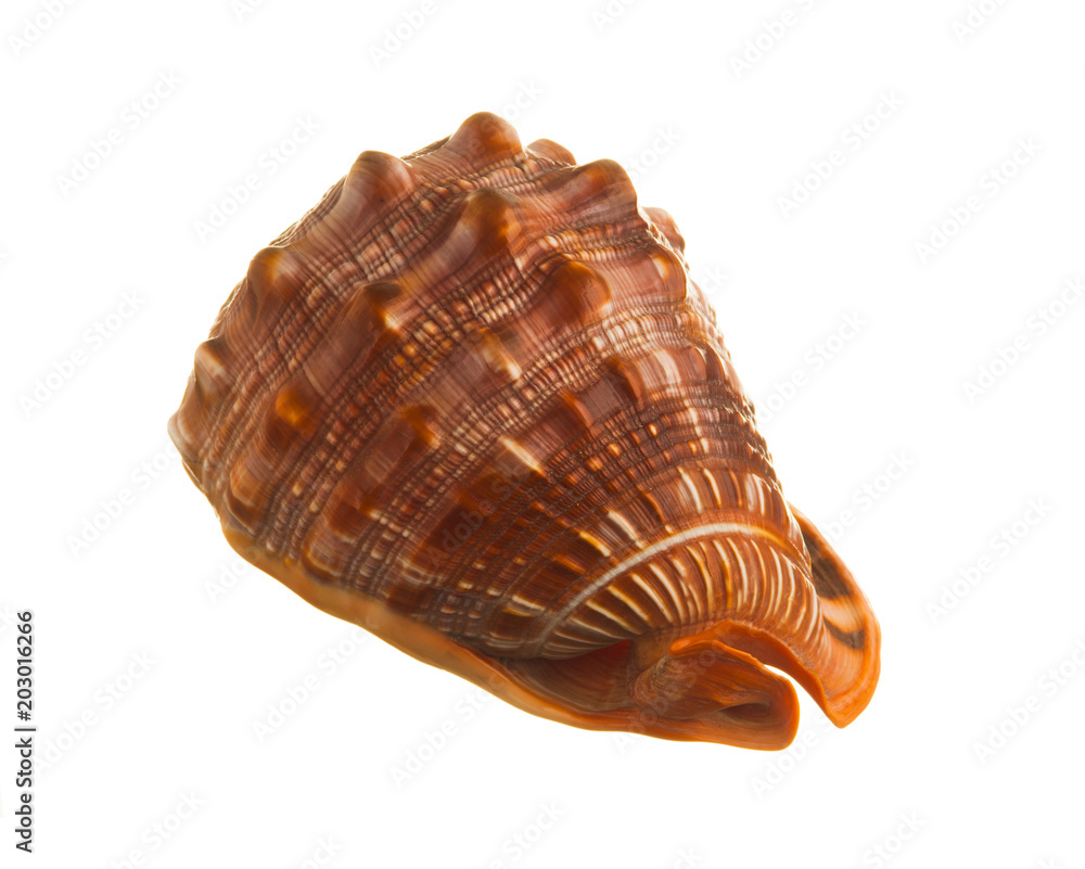 Obraz premium shell