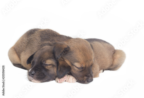 doggies are sleeping on white background © Kittiwat