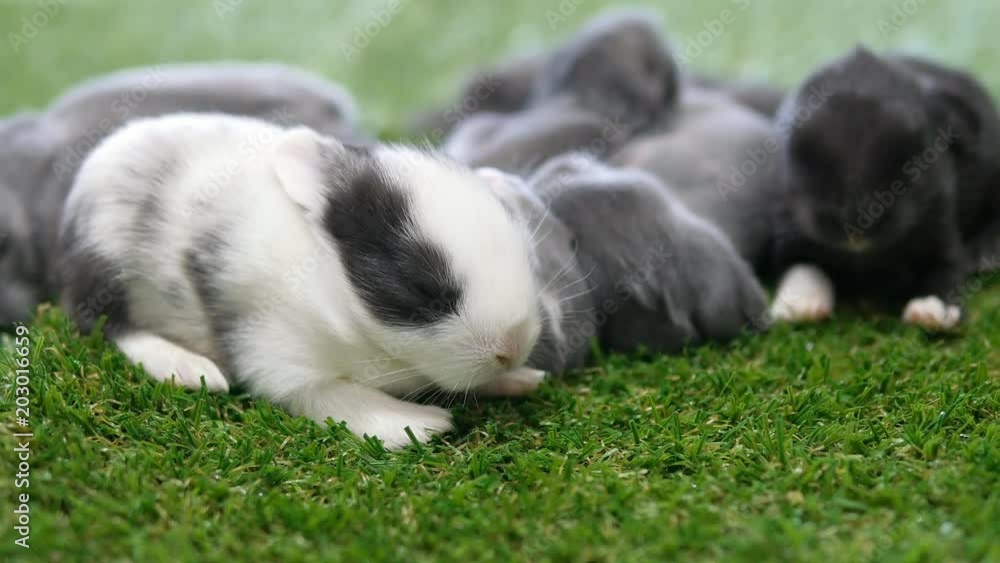 Eleven days lovely baby rabbits on artificial green grass