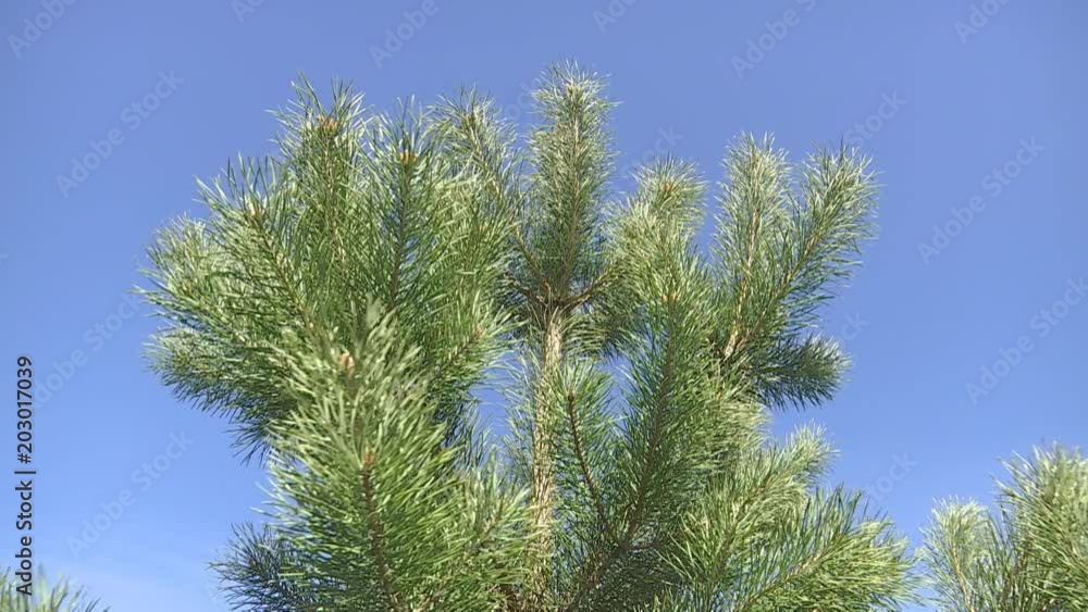Green pine branch moving in the light wind breeze. Full HD. Green pine branch moving in the light wind breeze. Full HD.