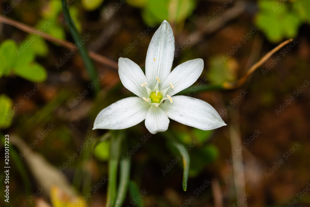 garden star-of-Bethlehem close up garden star-of-Bethlehem close up