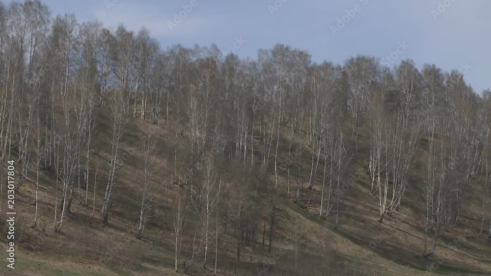 Birch forest against the sky in the spring. Full HD. Birch forest against the sky in the spring. Full HD.
