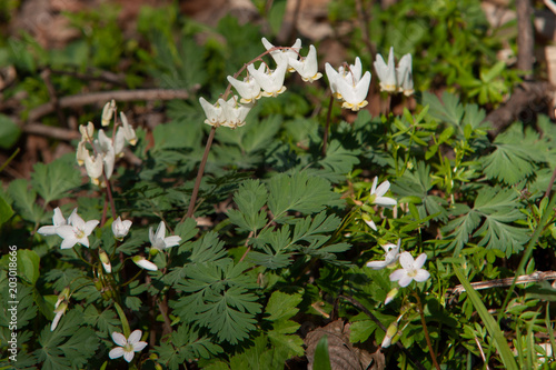  Dutchman's Breeches Wildflower (Dicentra cucullaria) photo