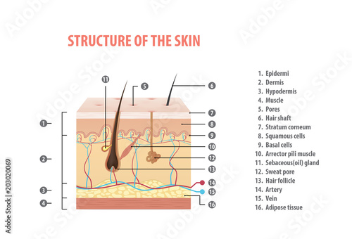 Structure of the skin info with number illustration vector on white background. Medical concept.