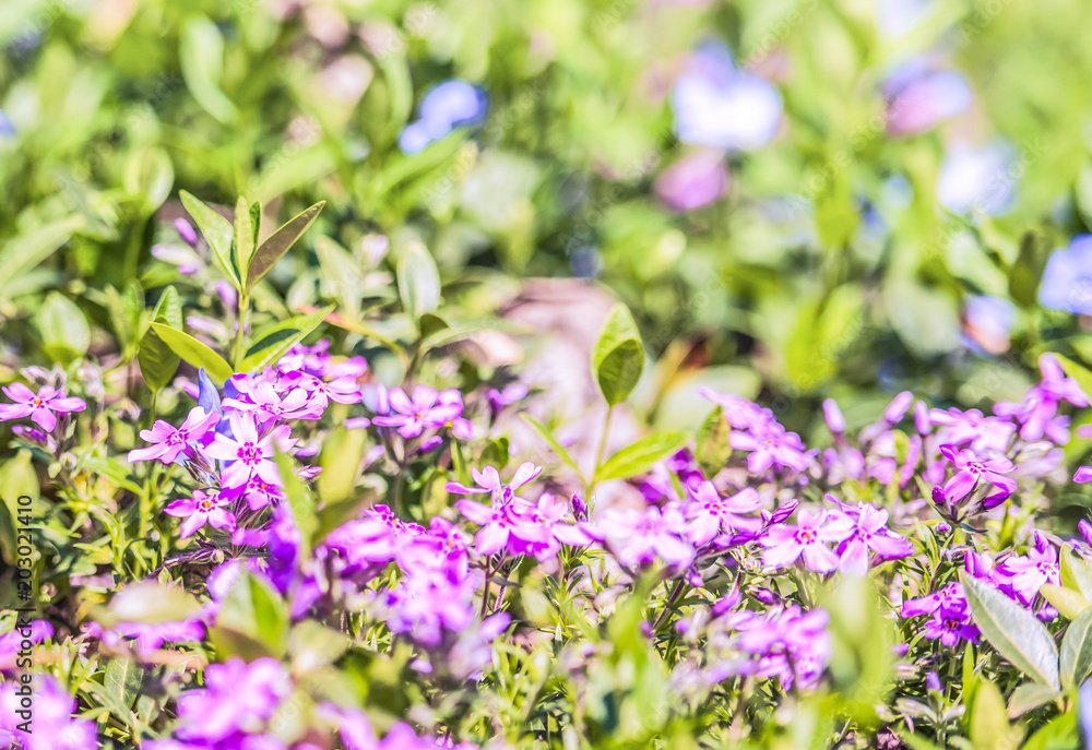 Obraz premium The phlox is awl-shaped pink. Flower vegetable background horizontally