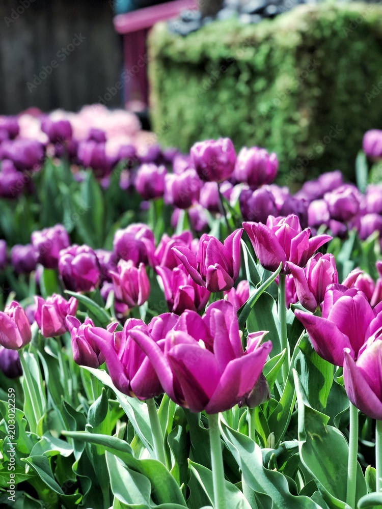 Obraz premium Pink Tulips