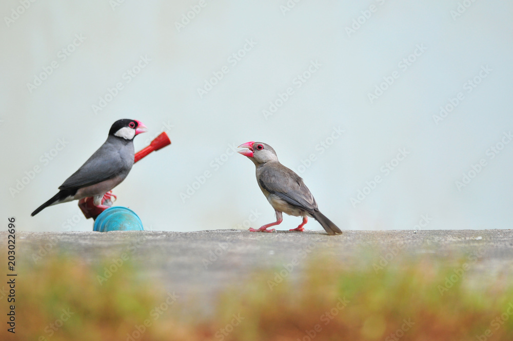 custom made wallpaper toronto digitalJava Sparrow beautiful bird in nature