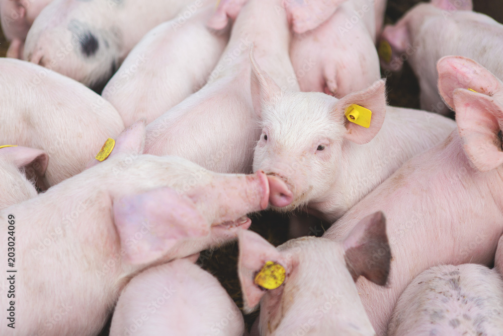 Pink pigs, Pigs on the farm, Piglets go eat Pink pigs, Pigs on the farm, Piglets go eat