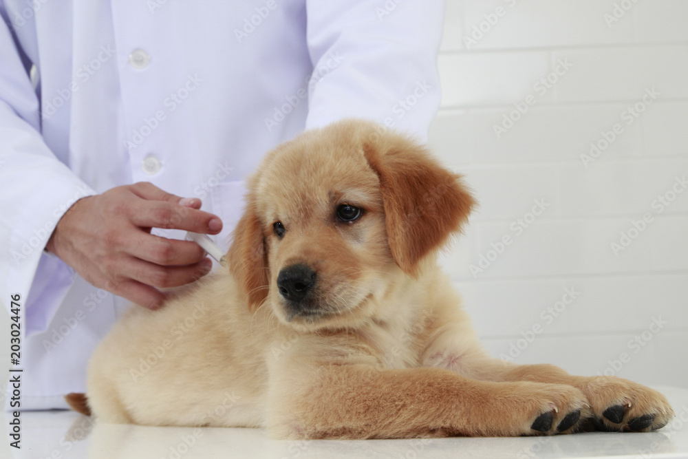 veterinary check puppy