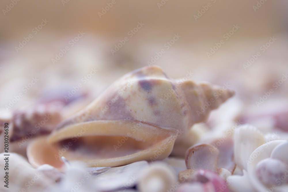 A variety of seashells on blur background. Macro defocused shells. A variety of seashells on blur background. Macro defocused shells.