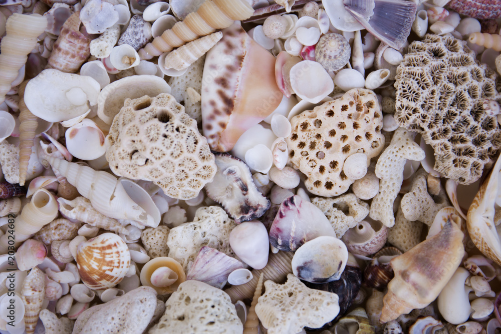 A variety of seashells. Mollusk colorful shells. Seashell texture. A variety of seashells. Mollusk colorful shells. Seashell texture.