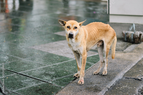 Photography poor skinny dog
