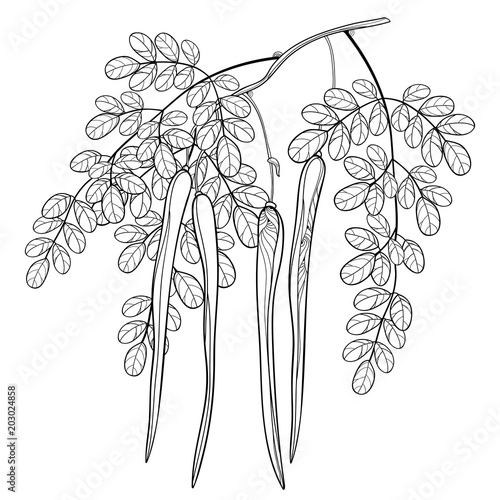 Vector branch with outline Moringa oleifera or Drumstick or Horseradish tree. Bunch of Moringa pods and ornate leaf in black isolated on white background. Contour herbal design for coloring book.