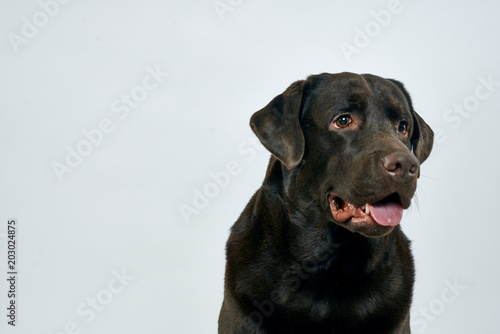 portrait of black labrador