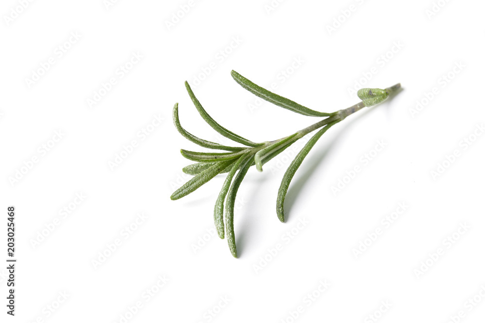 rosemary herb closeup on white background rosemary herb closeup on white background