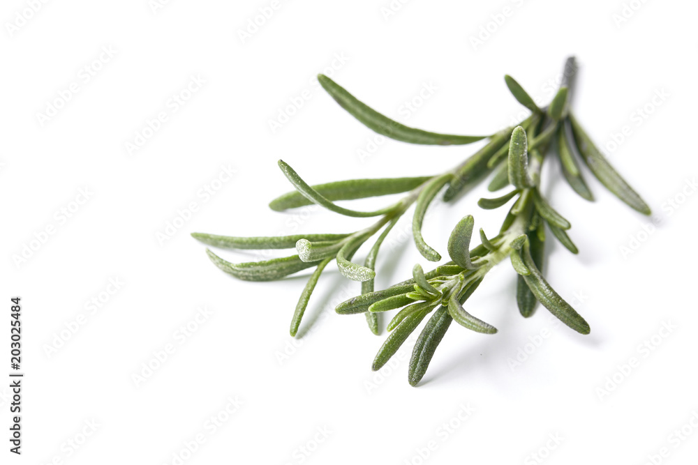 rosemary herb closeup on white background rosemary herb closeup on white background