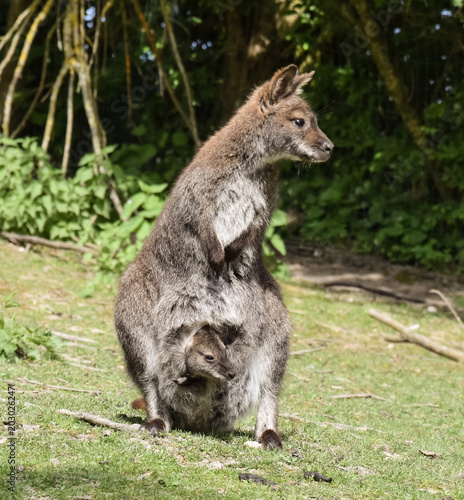 Kangaroo mother with a baby in the pouch sitting in the grass on a sunny day