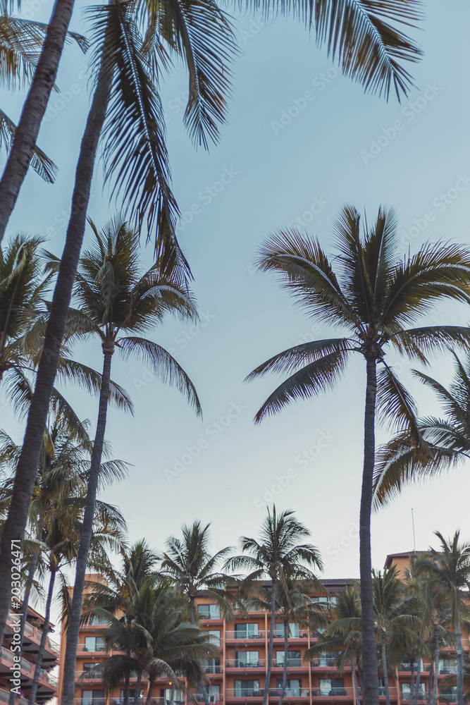 Puerto Vallarta, Mexico palm trees