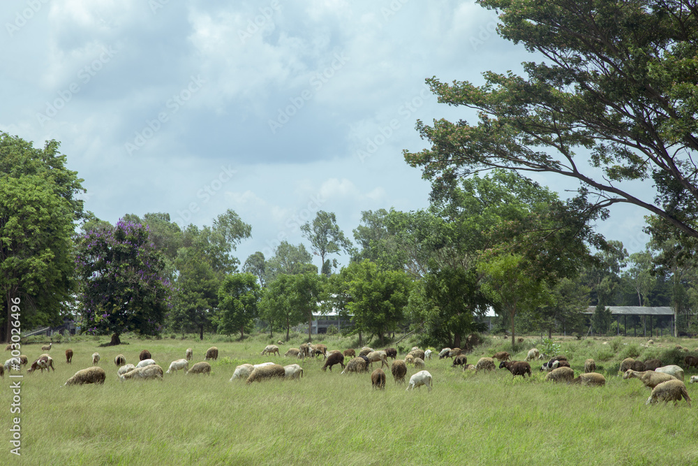 Fototapeta premium Sheep and goats on the meadow