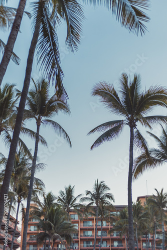 Puerto Vallarta, Mexico palm trees © Madeleine