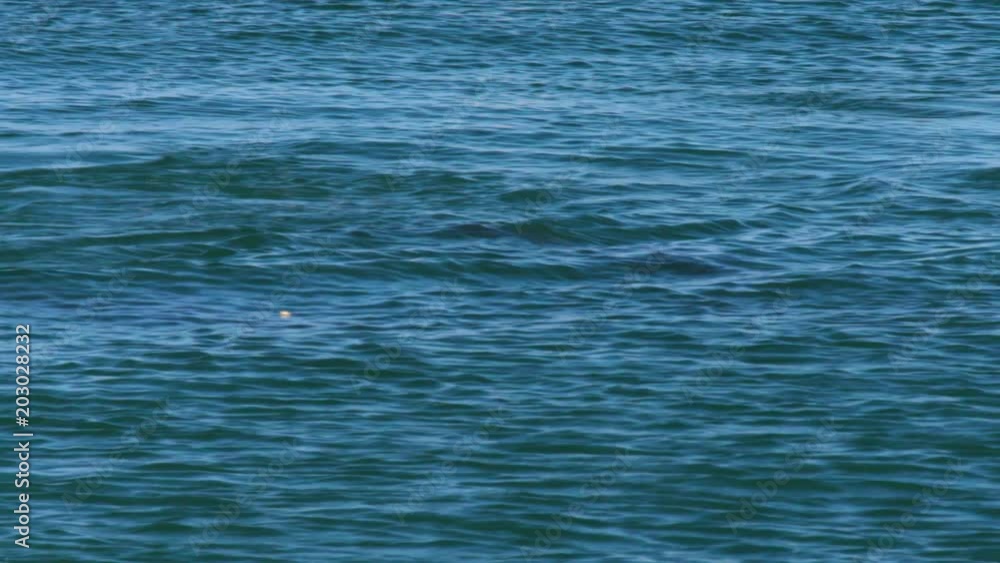 A slow motion shot of dolphins underwater while they swim freely in the ocean. A slow motion shot of dolphins underwater while they swim freely in the ocean.