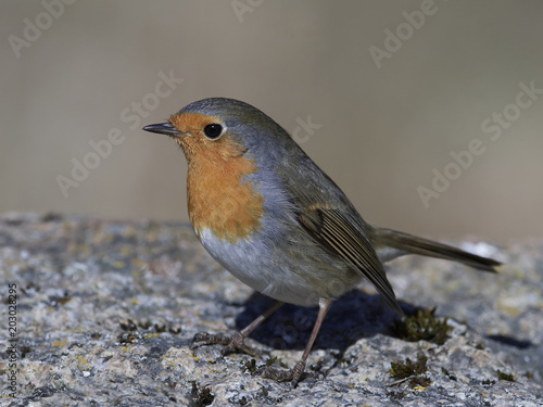 European robin (Erithacus rubecula)