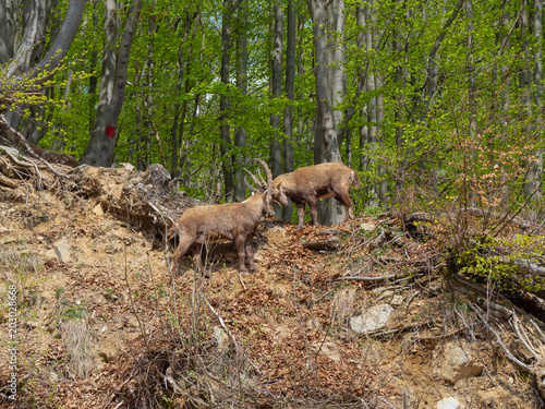 Alpine ibex or steinbock in spring season which camouflage itself in the field around the wood. Italy  Orobie Alps