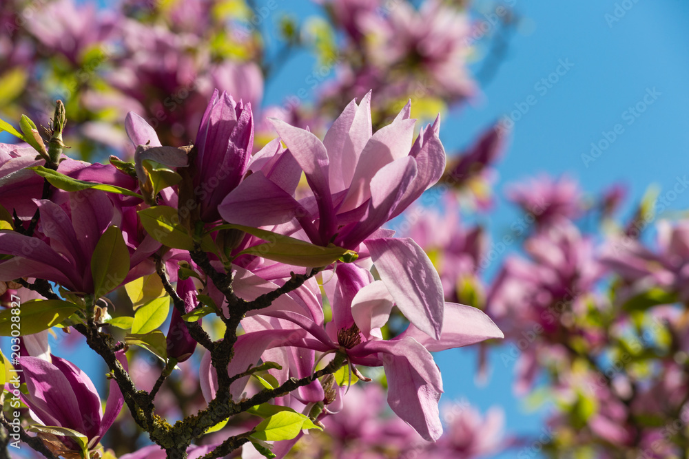 Obraz premium magnolia foliage blossom
